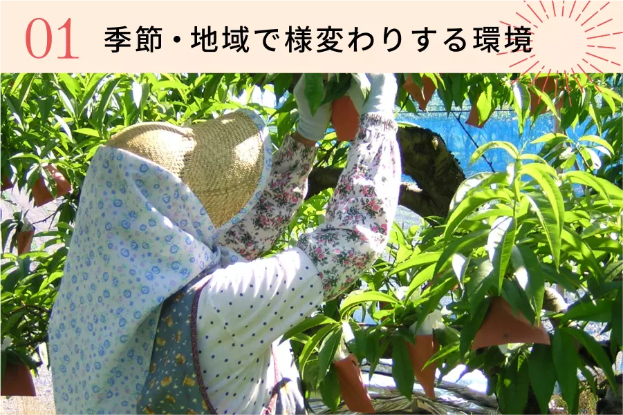 新潟県長岡産】特別栽培コシヒカリ 精米27kg【うれしい♪無料