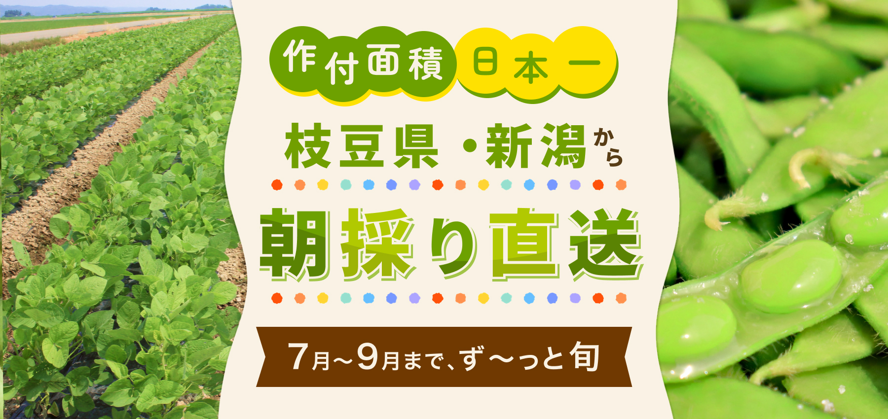 枝豆