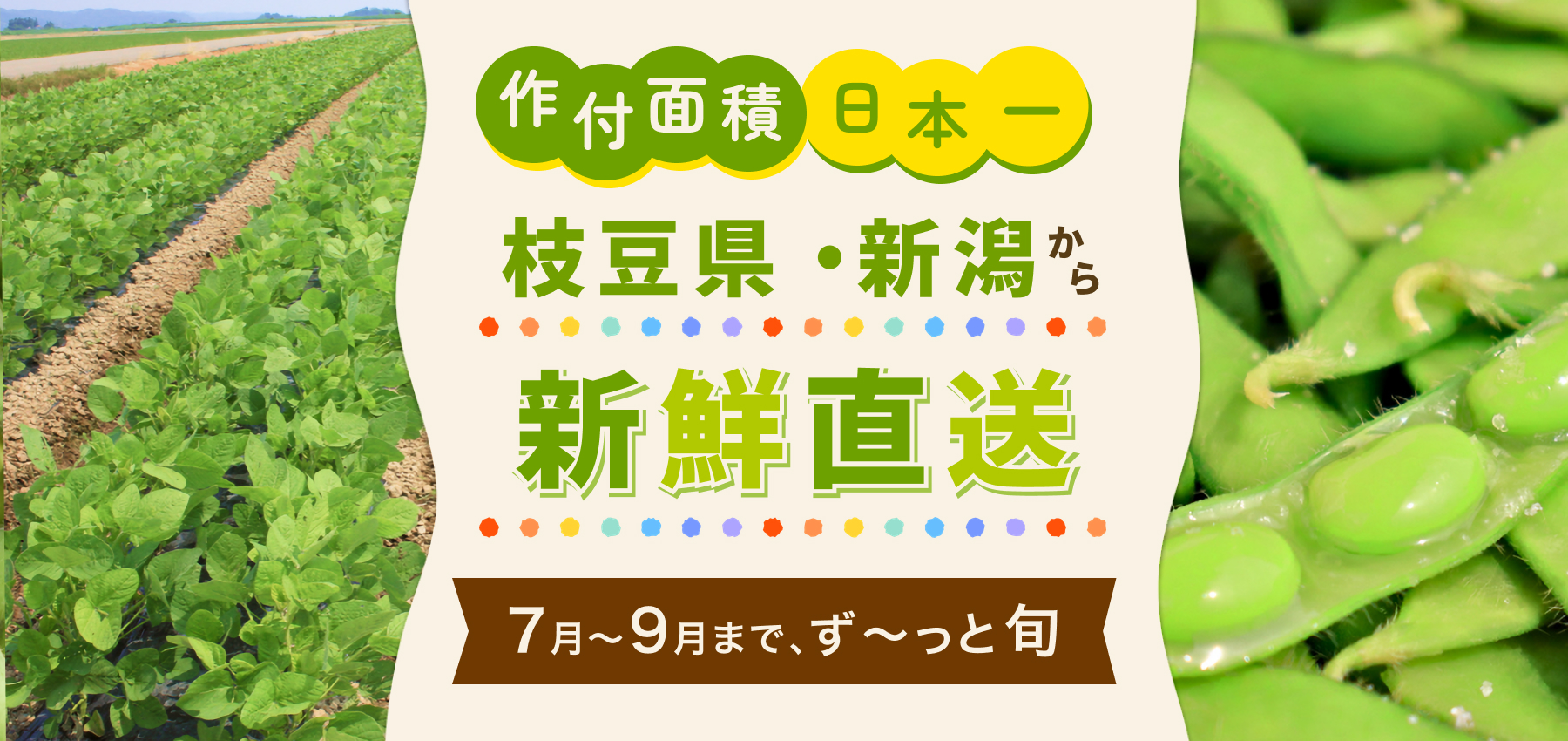枝豆