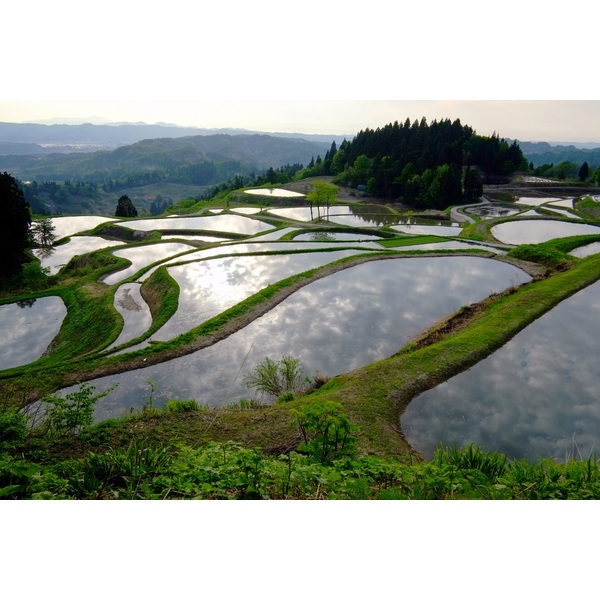 新潟県山古志産】山古志産コシヒカリ 玄米30kg ※お一人様2点まで・数量