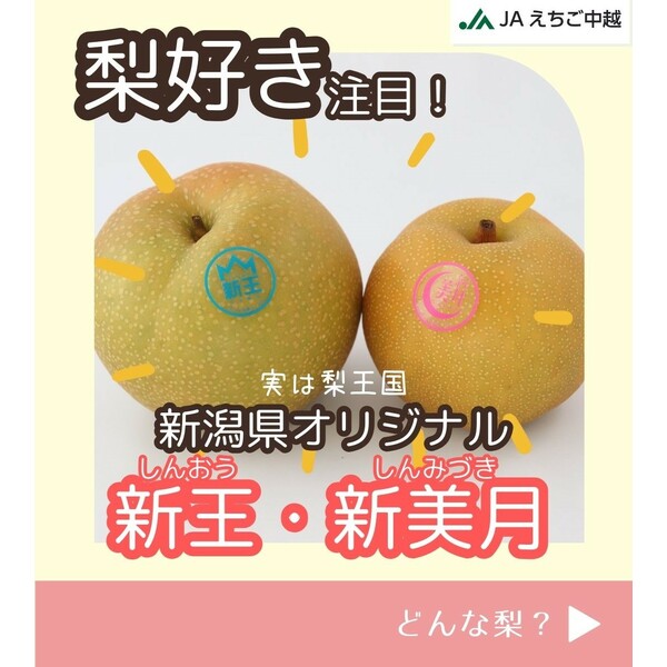 梨・新美月（しんみづき） 特秀品【糖鮮確実】 ☆糖度＆鮮度が確実な最
