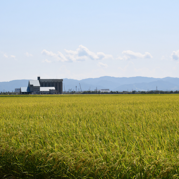 こがねの香詰め合わせ（餅360g×5袋・つぶあん400g×1・長岡産きなこ