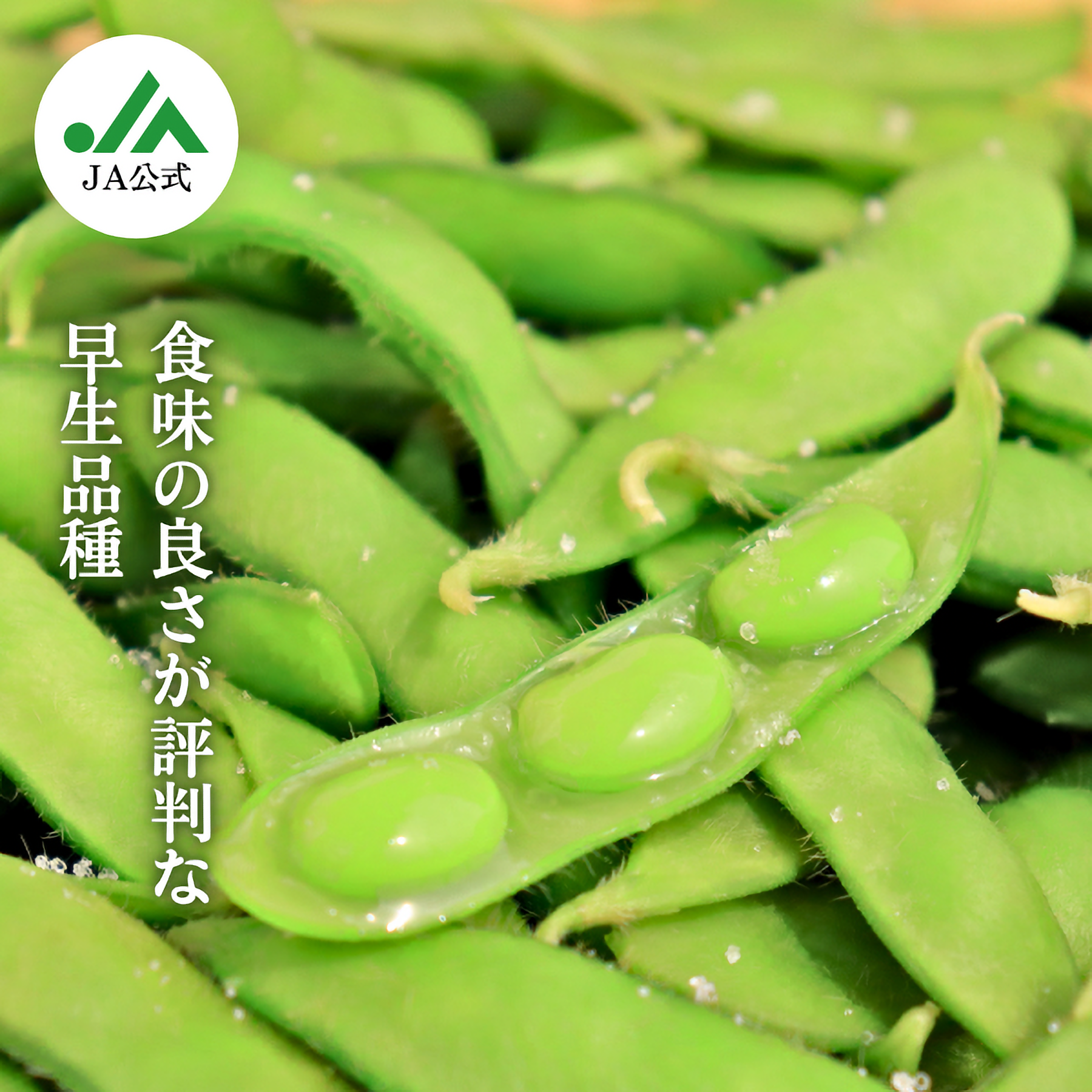 枝豆_陽恵_長岡産__もぎ枝豆_