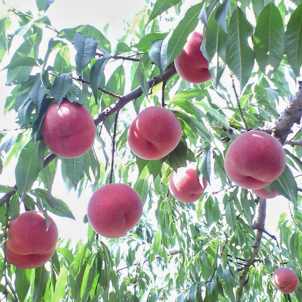 糖度13度以上】糖鮮確実 もも3kg ◇特秀品◇ ☆”糖”度と”鮮”度が”確実