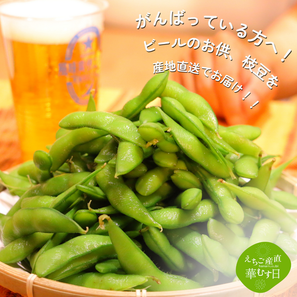 長岡産 もぎ枝豆 陽恵（ようけい） | JAえちご中越公式オンライン