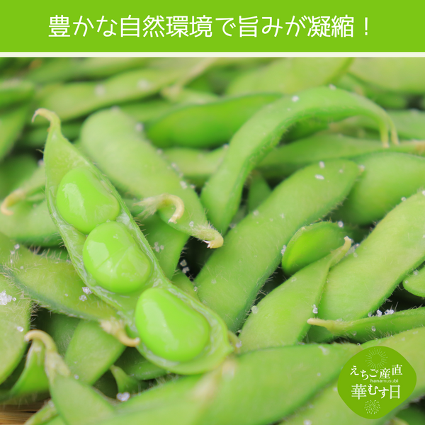 長岡産 もぎ枝豆 あま茶豆 | JAえちご中越公式オンラインショップ華