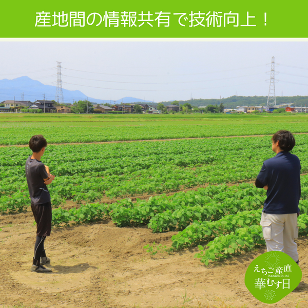 枝豆部長 楽天市場】新潟産 早生豆 1.5kg 野崎農園 6月中旬頃〜 黒埼小