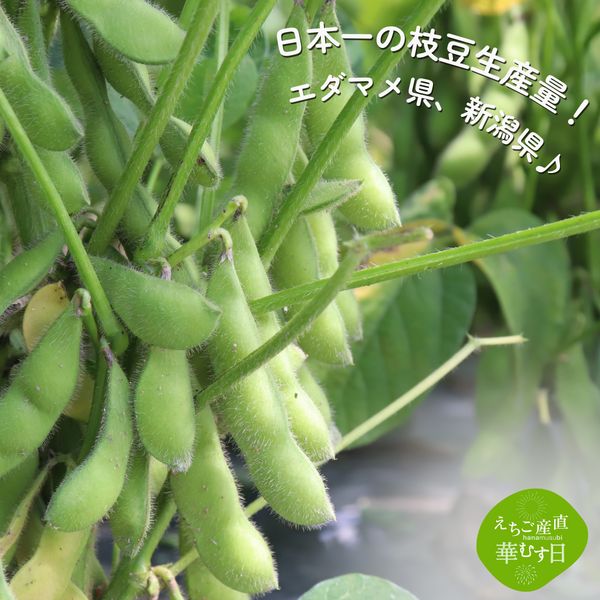 長岡産 もぎ枝豆 あま茶豆 | JAえちご中越公式オンラインショップ華