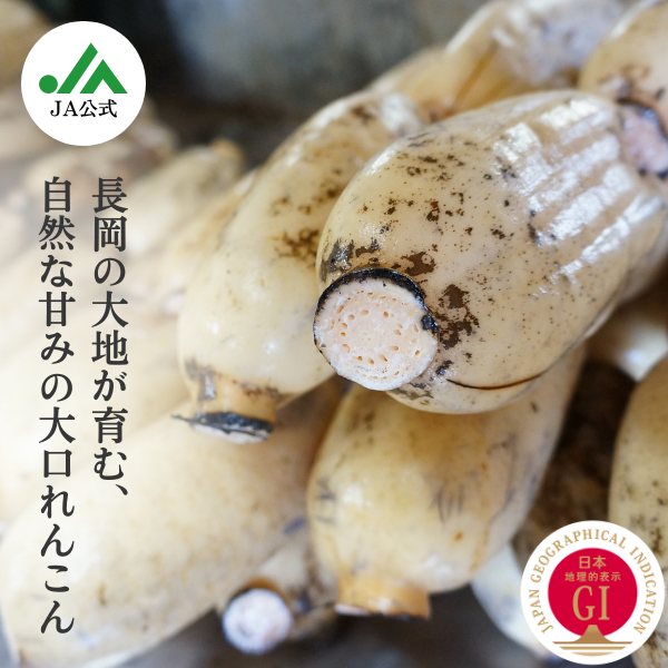 新潟県長岡市産 ブランド野菜「大口れんこん」 【2Sサイズ