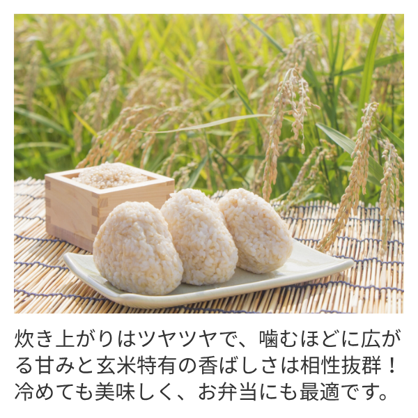 令和6年度産　新潟産こしいぶき　新米　玄米30kg、白米27kg前後　30kg袋　 新潟県長岡産】特別栽培こしいぶき 玄米30kg | JAえちご中越公式