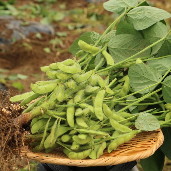 長岡産　もぎ枝豆　あま茶豆