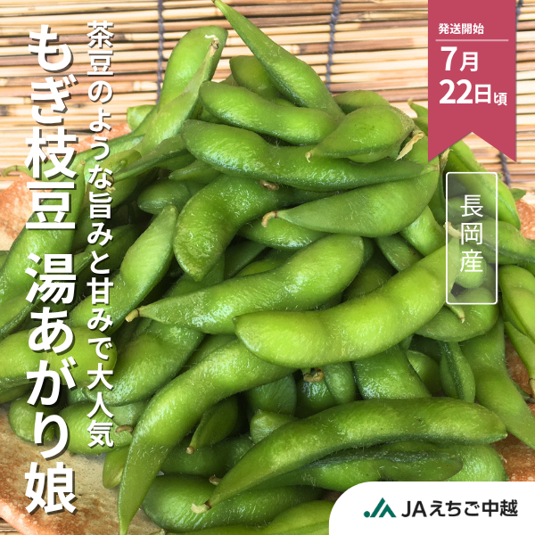 長岡産　もぎ枝豆　湯あがり娘