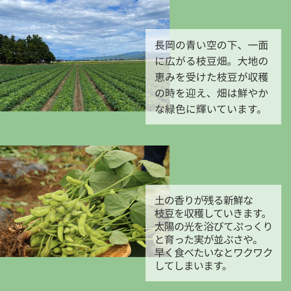 長岡産 もぎ枝豆 あま茶豆 | JAえちご中越公式オンラインショップ華