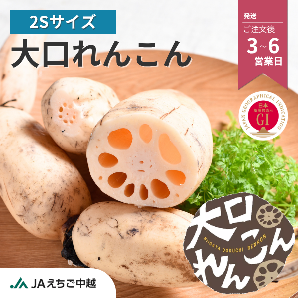 新潟県長岡市産 ブランド野菜「大口れんこん」　【２Ｓサイズ】　　☆シャキシャキ食感とほのかな甘み☆彡