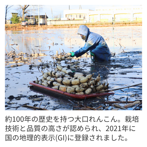 新潟県長岡市産 ブランド野菜「大口れんこん」　【２Ｓサイズ】　　☆シャキシャキ食感とほのかな甘み☆彡の商品画像 2