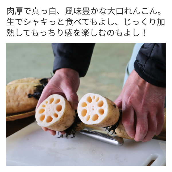 新潟県長岡市産 ブランド野菜「大口れんこん」　【２Ｓサイズ】　　☆シャキシャキ食感とほのかな甘み☆彡の商品画像 4