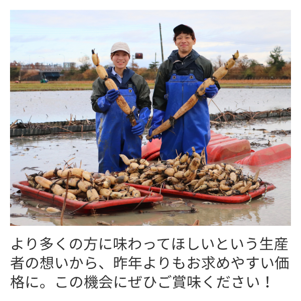 新潟県長岡市産 ブランド野菜「大口れんこん」　【２Ｓサイズ】　　☆シャキシャキ食感とほのかな甘み☆彡の商品画像 5