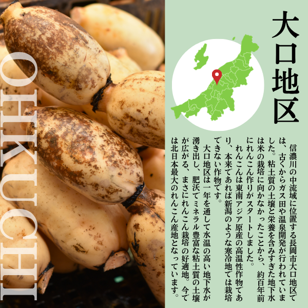 新潟県長岡市産 ブランド野菜「大口れんこん」　【２Ｓサイズ】　　☆シャキシャキ食感とほのかな甘み☆彡の商品画像 6