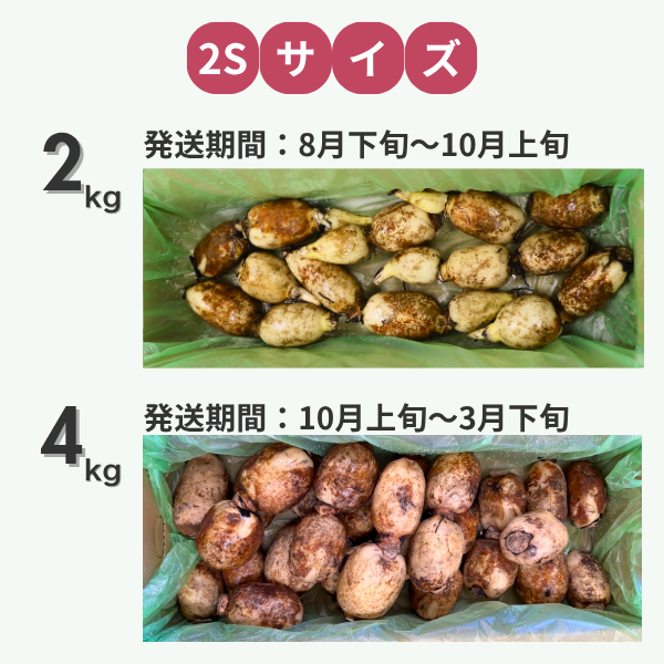 新潟県長岡市産 ブランド野菜「大口れんこん」　【２Ｓサイズ】　　☆シャキシャキ食感とほのかな甘み☆彡の商品画像 8