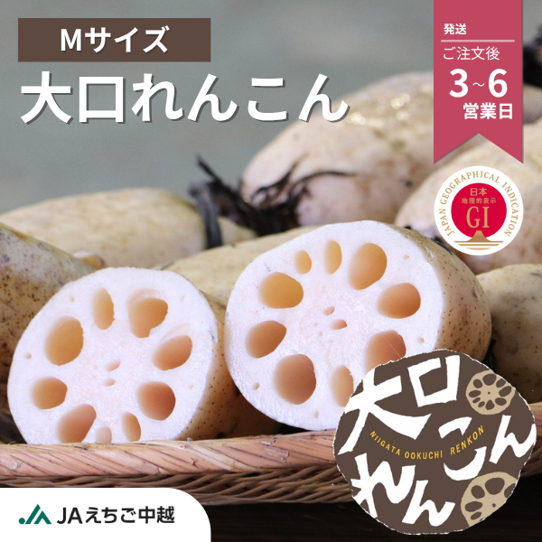 新潟県長岡市産 ブランド野菜「大口れんこん」　【Mサイズ】　　☆シャキシャキ食感とほのかな甘み☆彡