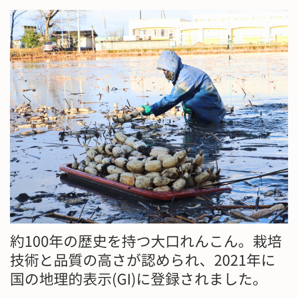 新潟県長岡市産 ブランド野菜「大口れんこん」　【Mサイズ】　　☆シャキシャキ食感とほのかな甘み☆彡の商品画像 2