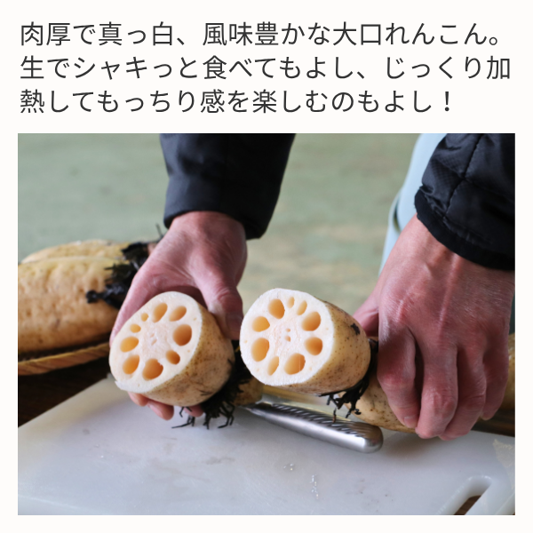 新潟県長岡市産 ブランド野菜「大口れんこん」　【Mサイズ】　　☆シャキシャキ食感とほのかな甘み☆彡の商品画像 3
