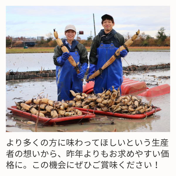 新潟県長岡市産 ブランド野菜「大口れんこん」　【Mサイズ】　　☆シャキシャキ食感とほのかな甘み☆彡の商品画像 4