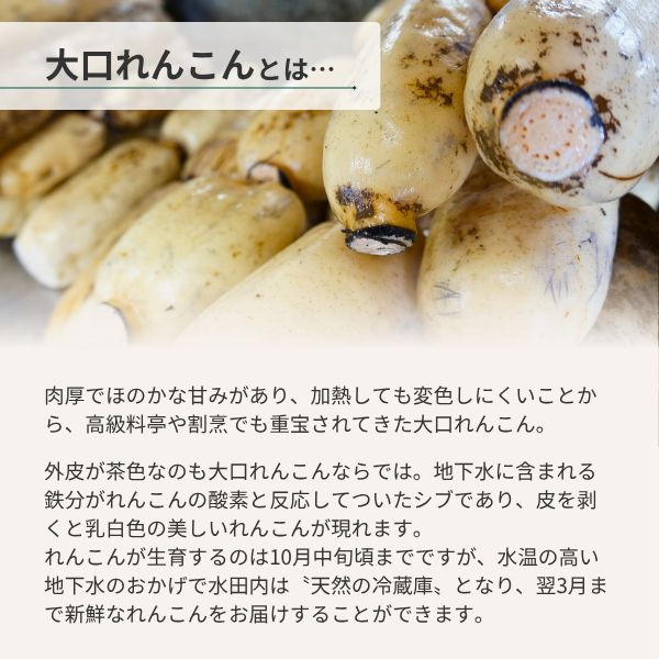新潟県長岡市産 ブランド野菜「大口れんこん」　【Mサイズ】　　☆シャキシャキ食感とほのかな甘み☆彡の商品画像 6