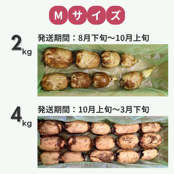 新潟県長岡市産 ブランド野菜「大口れんこん」　【Mサイズ】　　☆シャキシャキ食感とほのかな甘み☆彡の商品画像 7