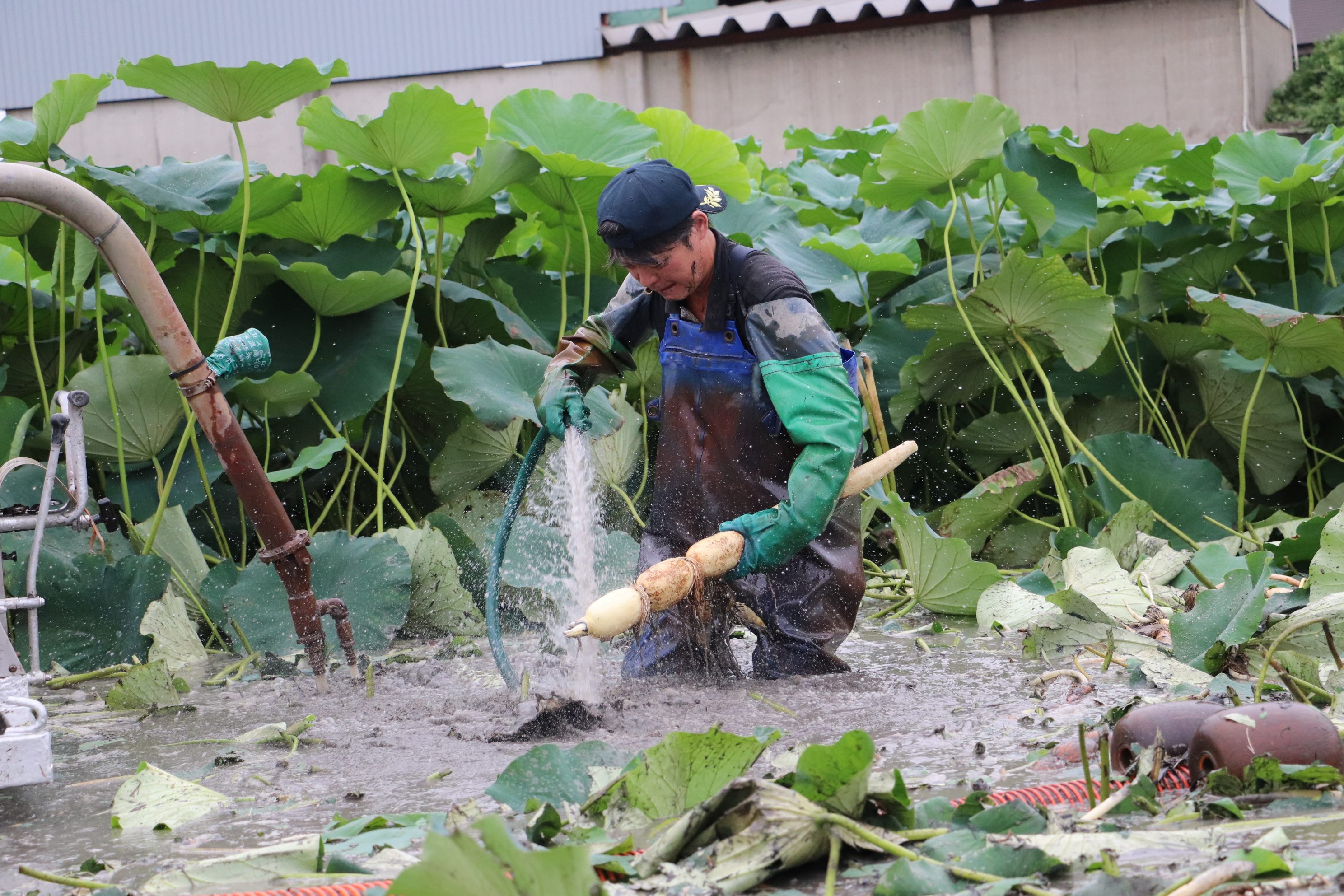 新潟県長岡市産 ブランド野菜「大口れんこん」　【２Ｓサイズ】　　☆シャキシャキ食感とほのかな甘み☆彡の商品画像 3