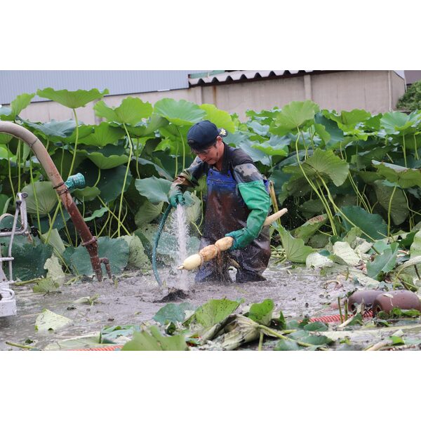 新潟県長岡市産 ブランド野菜「大口れんこん」　【２Ｓサイズ】　　☆シャキシャキ食感とほのかな甘み☆彡の商品画像 3