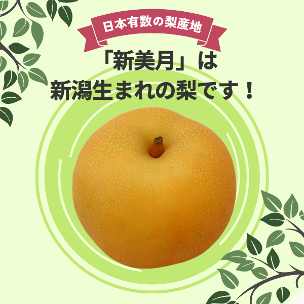 梨・新美月（しんみづき）　特秀品【糖鮮確実】　☆糖度＆鮮度が確実な最上位品☆彡の商品画像 2