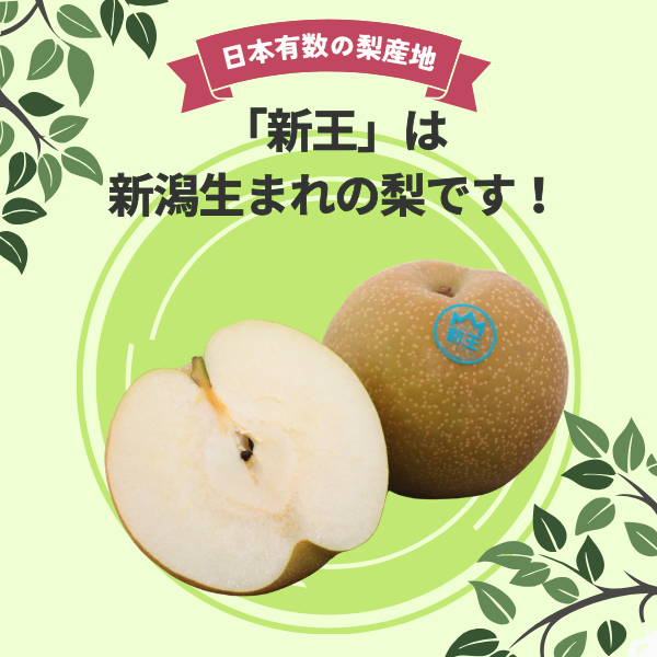 梨・新王（しんおう）　特秀品【糖鮮確実】　☆糖度＆鮮度が確実な最上位品☆彡の商品画像 2