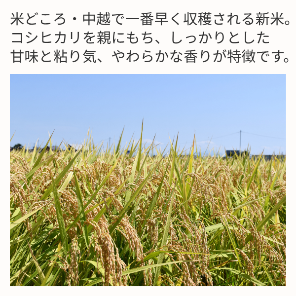 【新潟県柏崎産】葉月みのり　☆新潟県中越地域で一番早い新米☆彡の商品画像 2