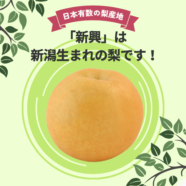 梨・新興（しんこう）　特秀品【糖鮮確実】　☆糖度＆鮮度が確実な最上位品☆彡の商品画像 2