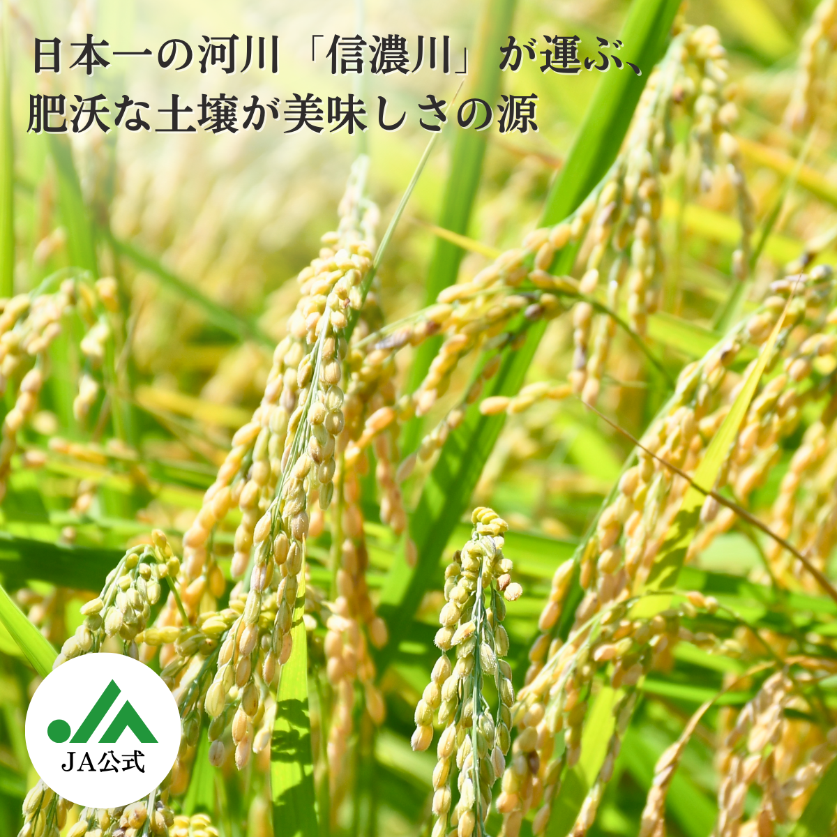 ☆新米☆【新潟県長岡産】特別栽培こしいぶき ☆化学肥料・農薬を低減